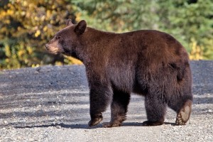 Black Bear (Female), Horsefly Peninsula, Quesnel Lake, British Columbia