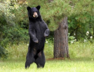black bear standing