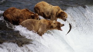 grizzly bear salmon