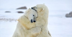 polar bear hug