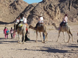 Sharm Camels 2