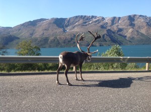 Reindeer by Norwegian Fjord