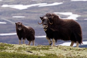 Musk Ox watching in the Norwegian Fjords
