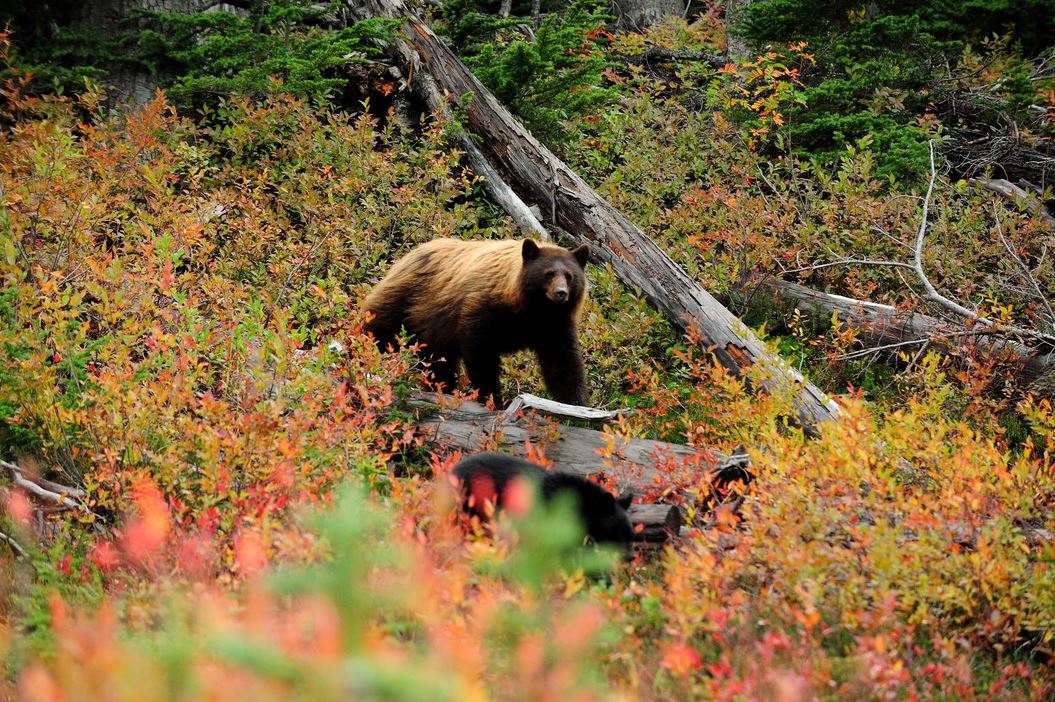 A bear in the forests of Whistler