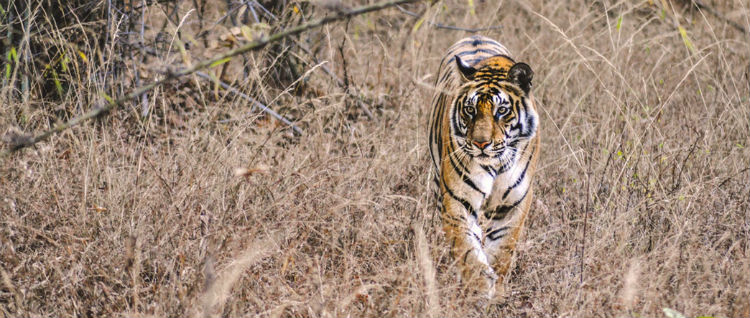 A tiger in brown grass in India