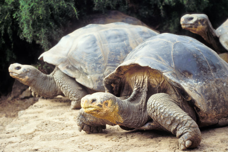 Giant tortoise Galapagos Islands.jpg