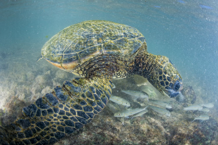 green turtle underwater.jpg