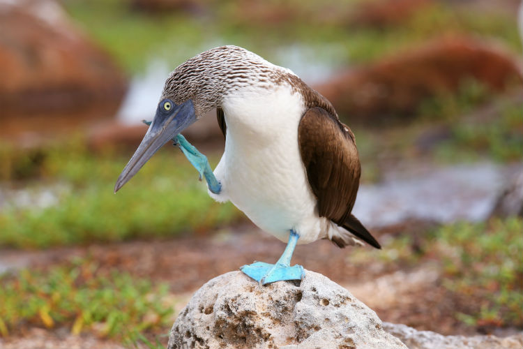 Blue-footed Booby.jpg
