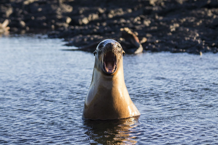Galapagos sea lion.jpg