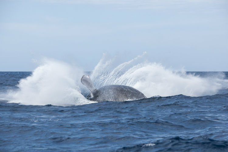 Humpback Whale.jpg