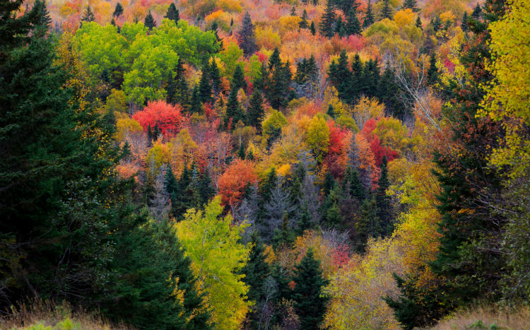 A multi coloured forest in Atlantic Canada