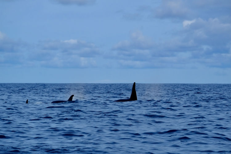 A family of orca near to Pico island.jpg