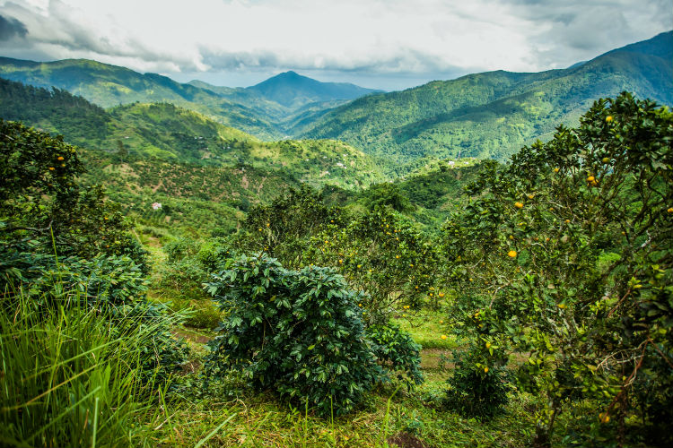 Blue mountains of Jamaica