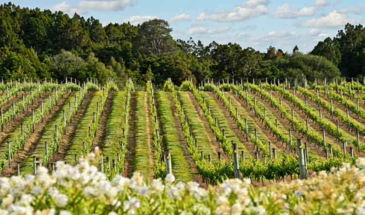 Vineyard in New Zealand