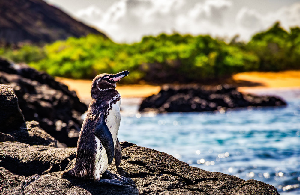 A penguin in the Galapagos Islands on a sunny day