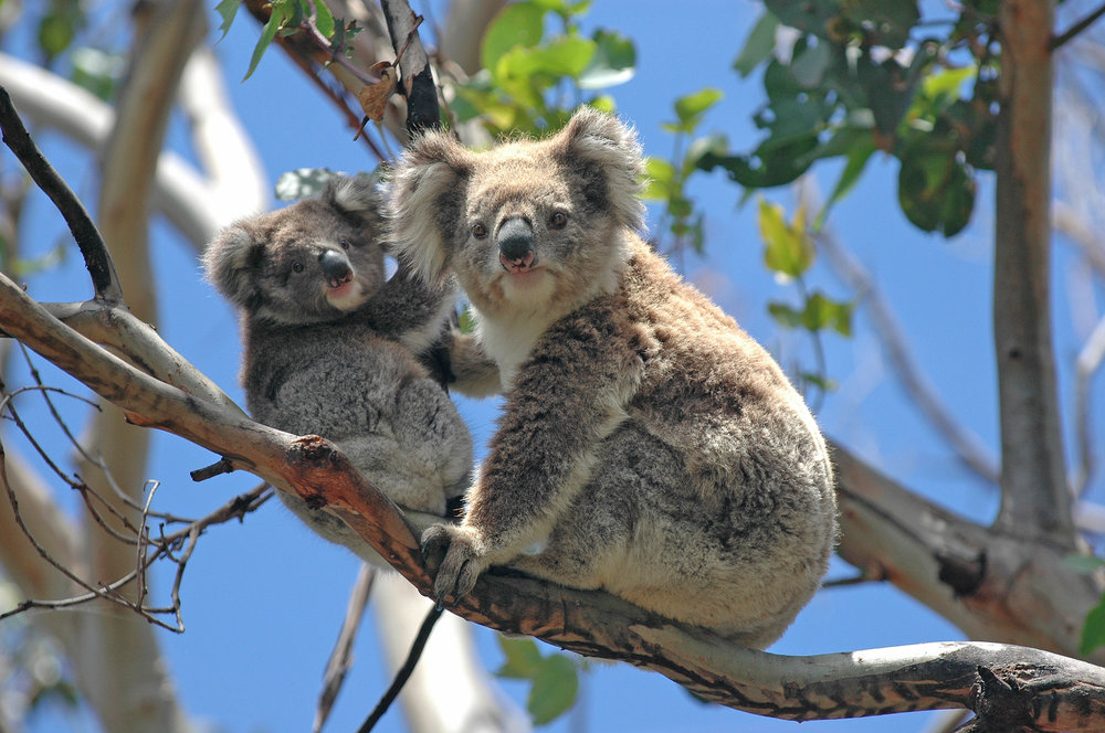 Two koala bears in a tree