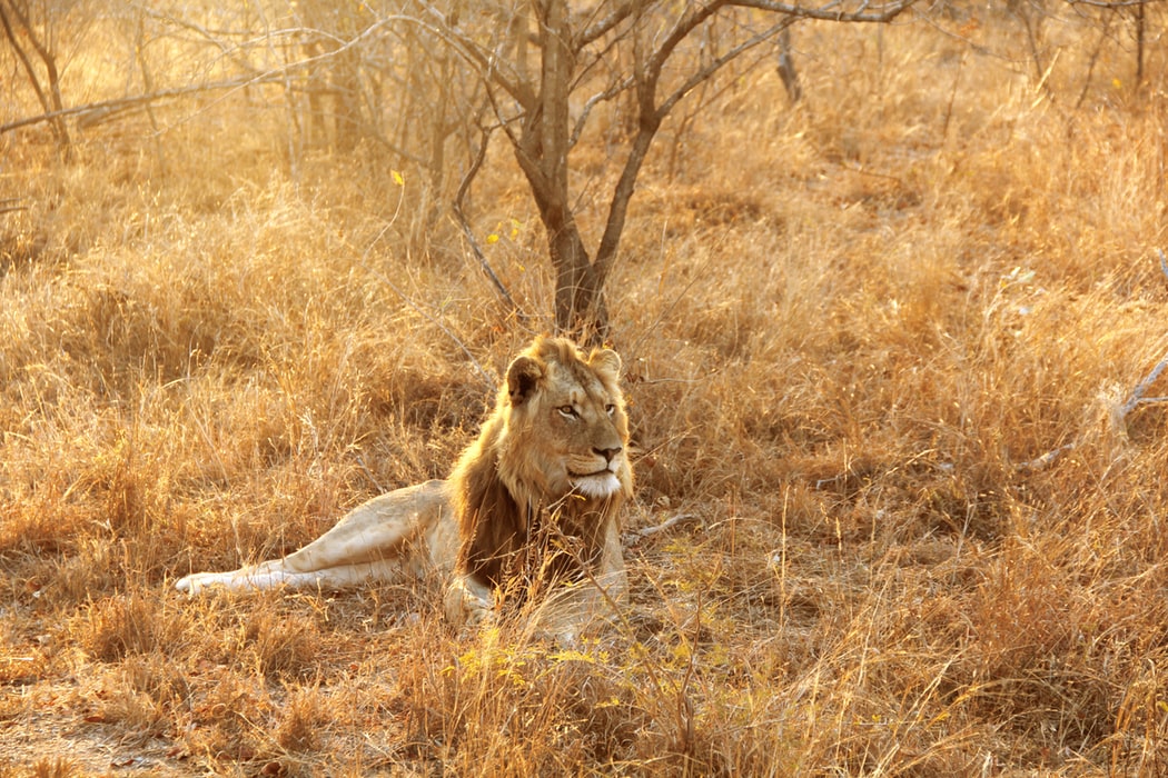 A grown male lion lying in a safari landscape with late evening sun