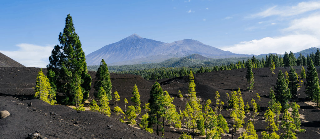 Landscape of volcanic terrain on Tenerife, featuring lush Canary Island pine trees (Pinus canariensis). The majestic Mount Teide